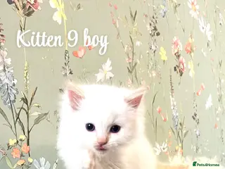 Ragdoll cats Beautiful ragdoll kittens only 2 remaining - Advert 4