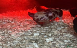 Pig livestock for sale: micro pigs - Image 11