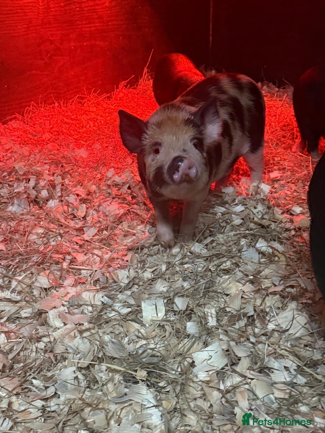 Pig livestock for sale: micro pigs - Image 11