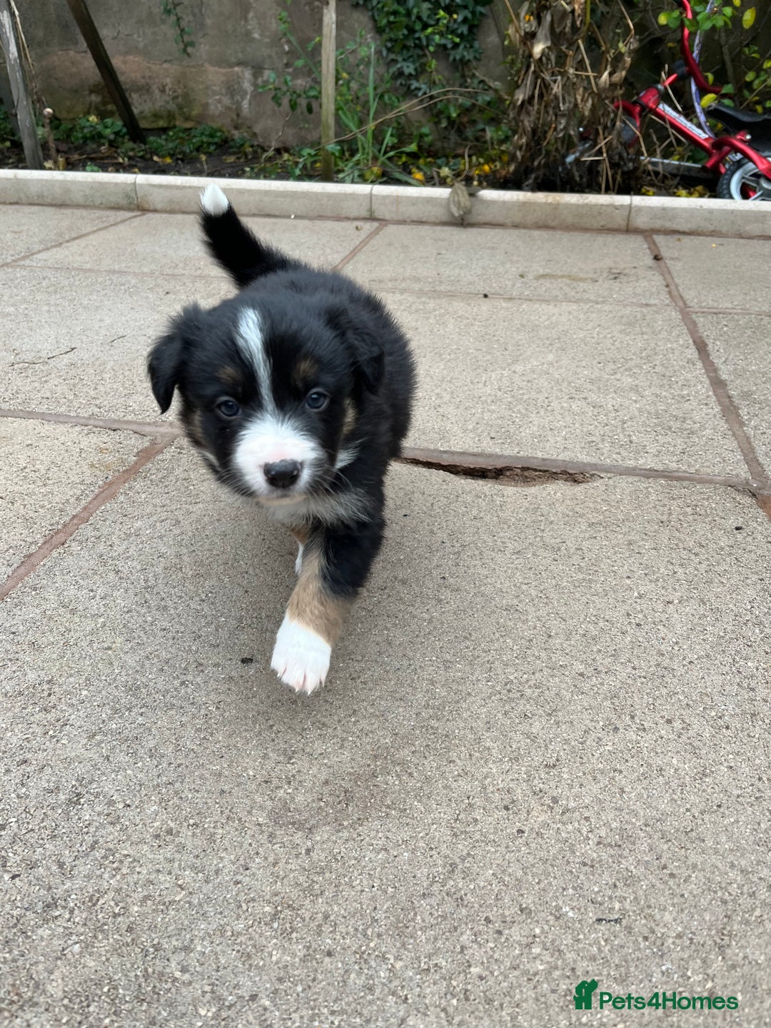 Border Collie dogs for sale: Beautiful Tri-colour border collies - Image 7