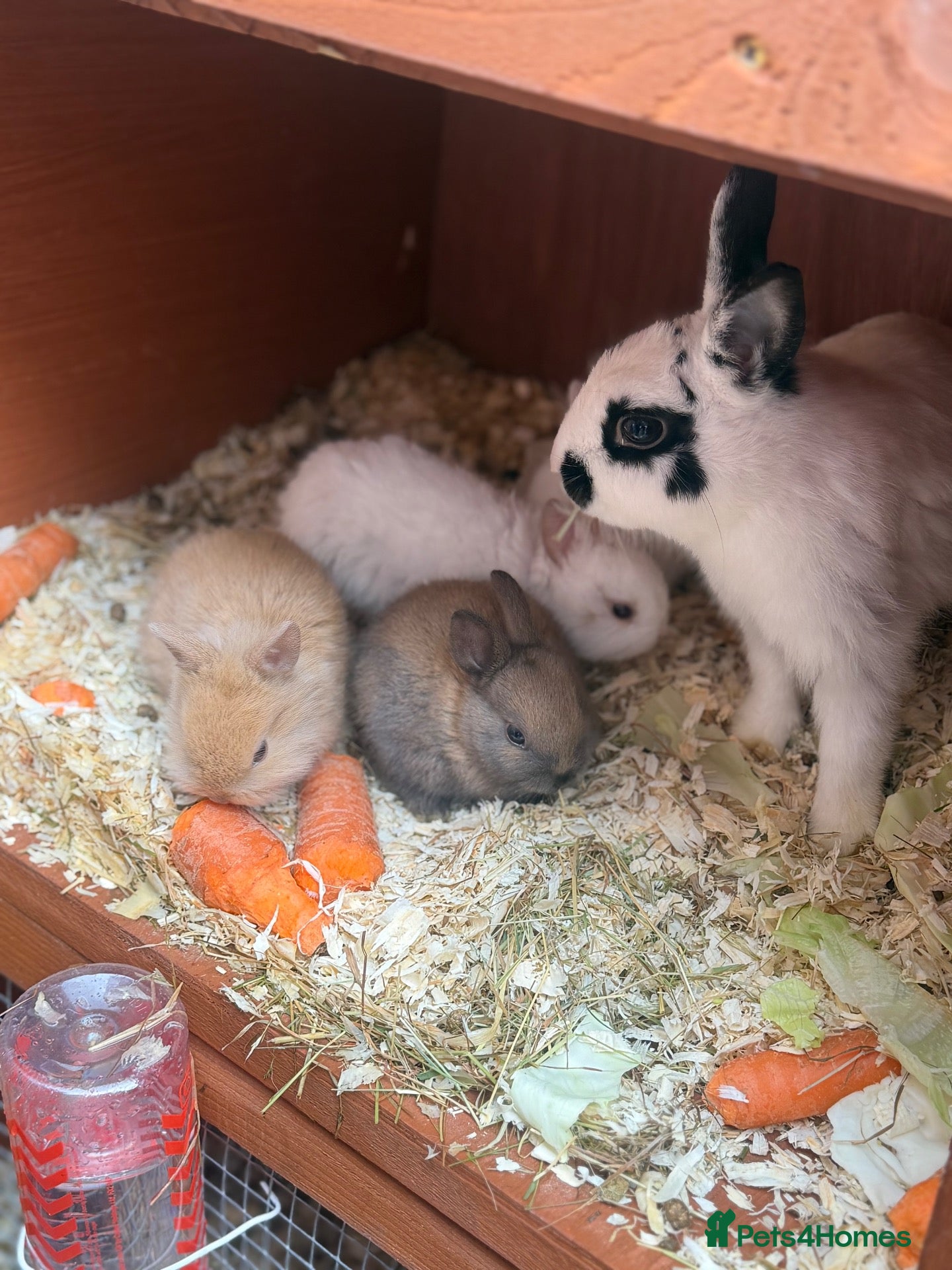Mixed Breed rabbits ✨🐇Cute Mixed Breed Baby Bunnies Available😍🐇 - Advert 1