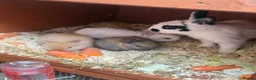 Mixed Breed rabbits for sale: ✨🐇Cute Mixed Breed Baby Bunnies Available😍🐇 - Advert 1
