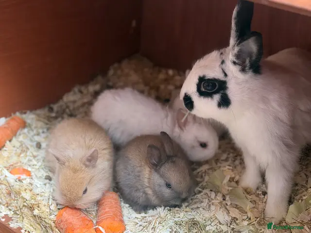 Mixed Breed rabbits for sale: ✨🐇Cute Mixed Breed Baby Bunnies Available😍🐇 - Advert 1