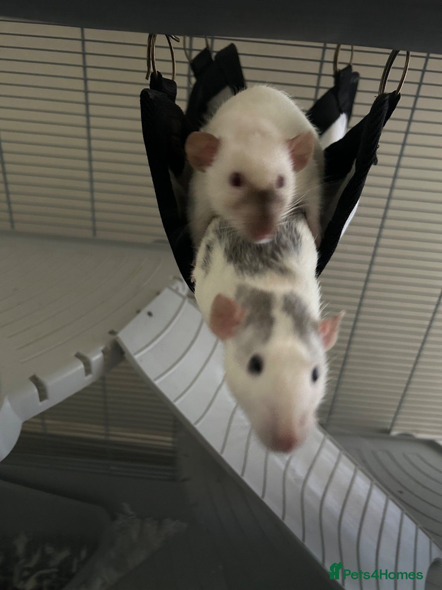 Rat rodents Two Young Female Rats - Advert 3