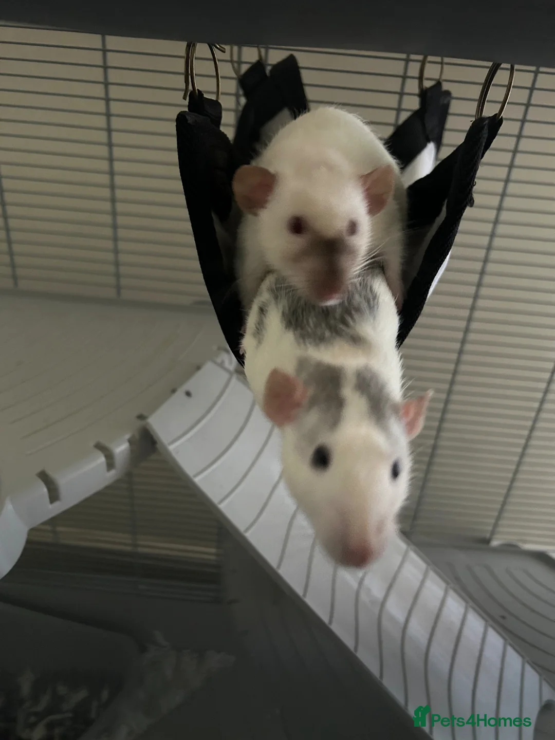 Rat rodents for sale: Two Young Female Rats in Norwich - Advert 1