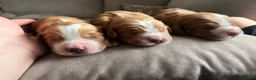 Cocker Spaniel dogs for sale: Beautiful Golden cockers free insurance with agria - Advert 4