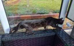 Bengal cats for sale: ❤️ GORGEOUS PURE BENGAL KITTENS ❤️ - Image 38