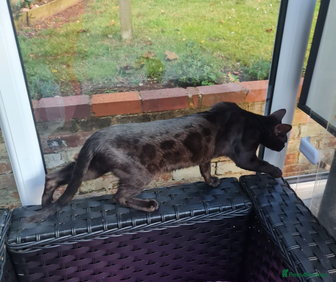Bengal cats for sale: ❤️ GORGEOUS PURE BENGAL KITTENS ❤️ - Image 38