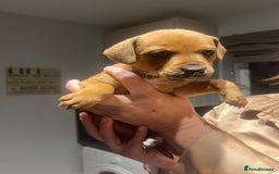 Mixed Breed dogs for sale: 5 beautiful staffy, patterdale cross puppies - Image 3