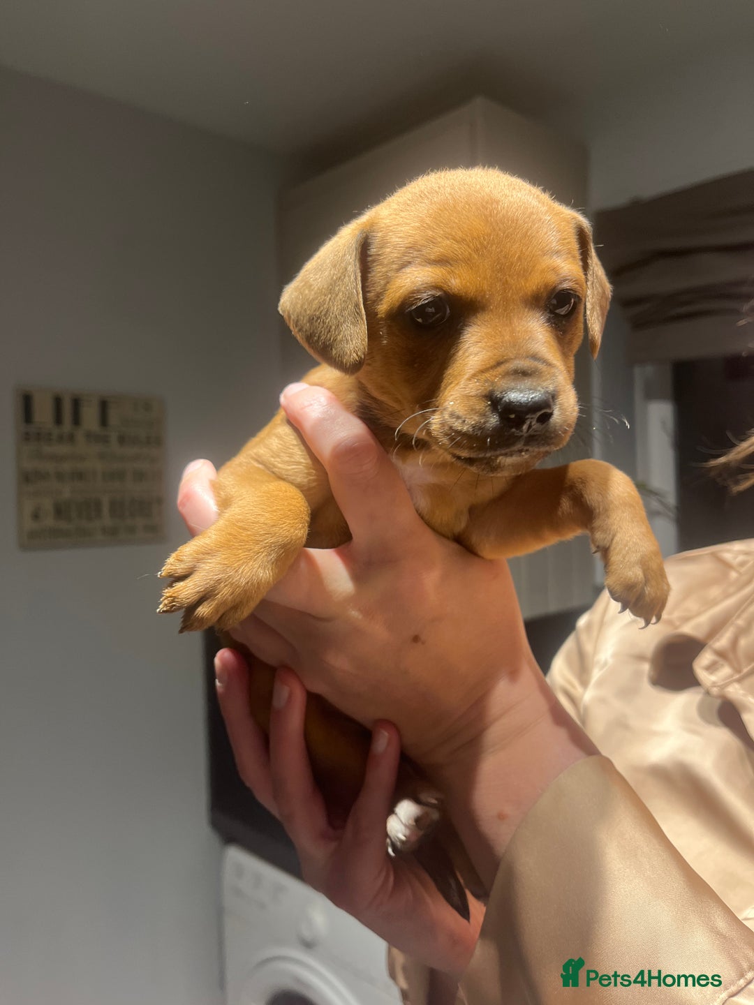 Mixed Breed dogs for sale: 5 beautiful staffy, patterdale cross puppies - Image 3