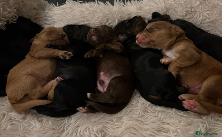 Cocker Spaniel dogs - Advert 10