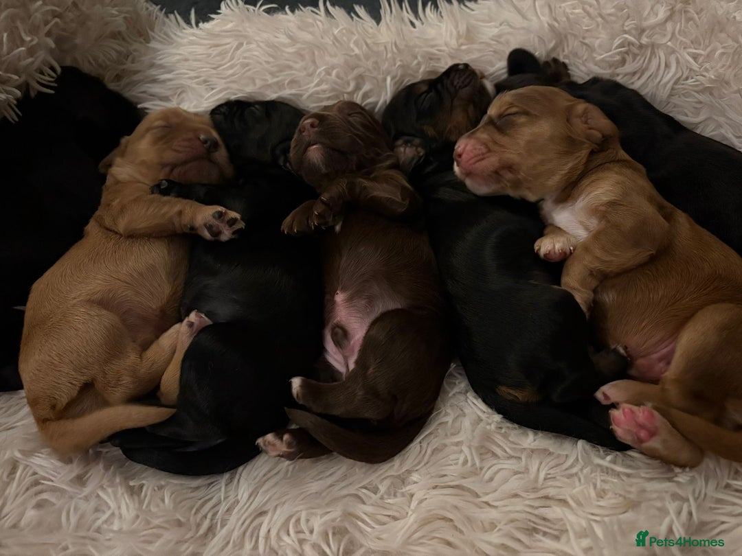Cocker Spaniel dogs for sale: Cocker spaniel puppies - Image 1
