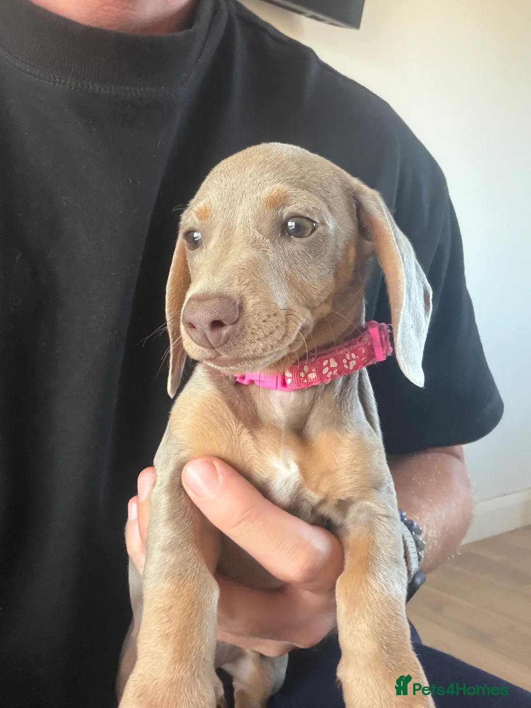 Miniature Dachshund dogs for sale: Mini Daschunds for Sale - Advert 2