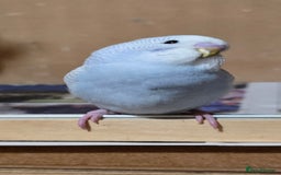 Budgerigars birds for sale: Gorgeous baby budgies - Image 19