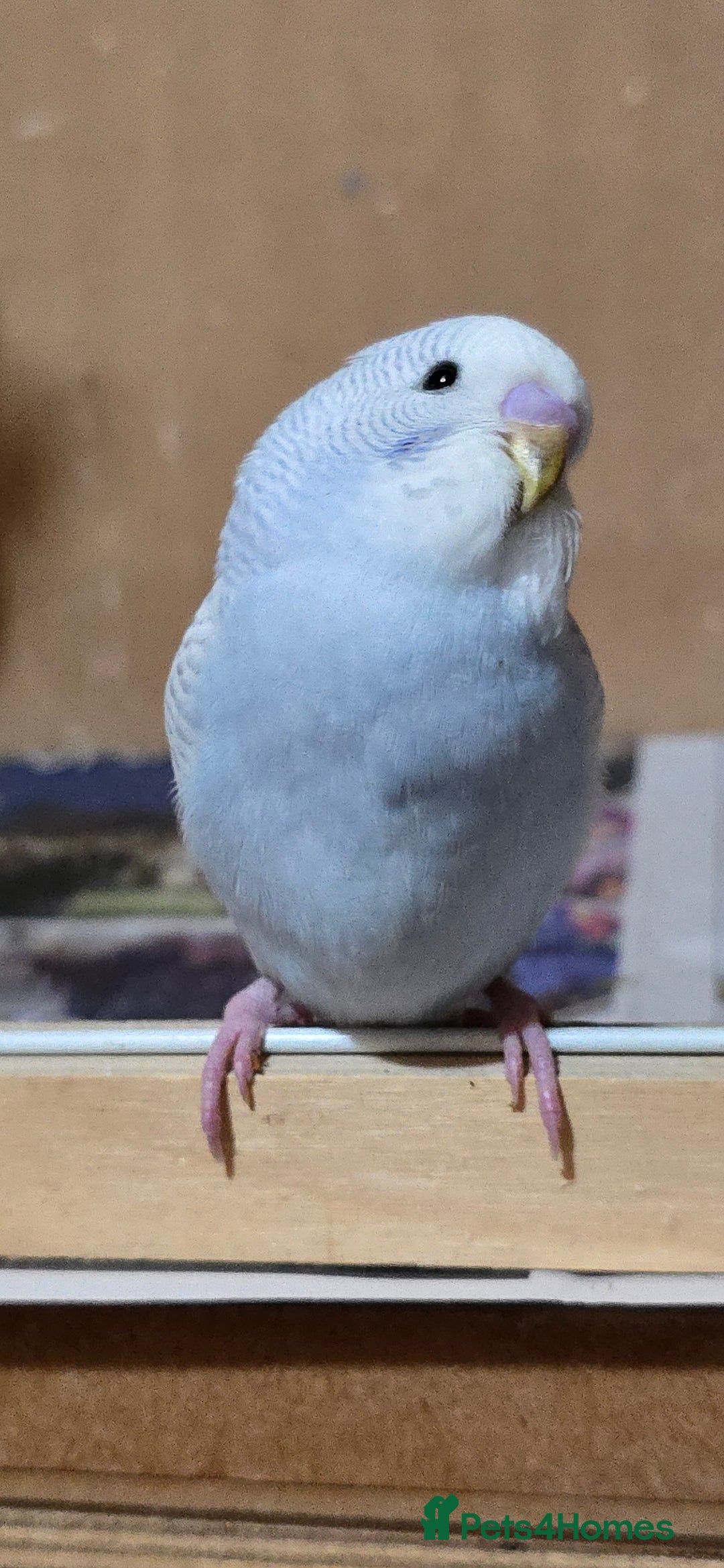 Budgerigars birds for sale: Gorgeous baby budgies - Image 19
