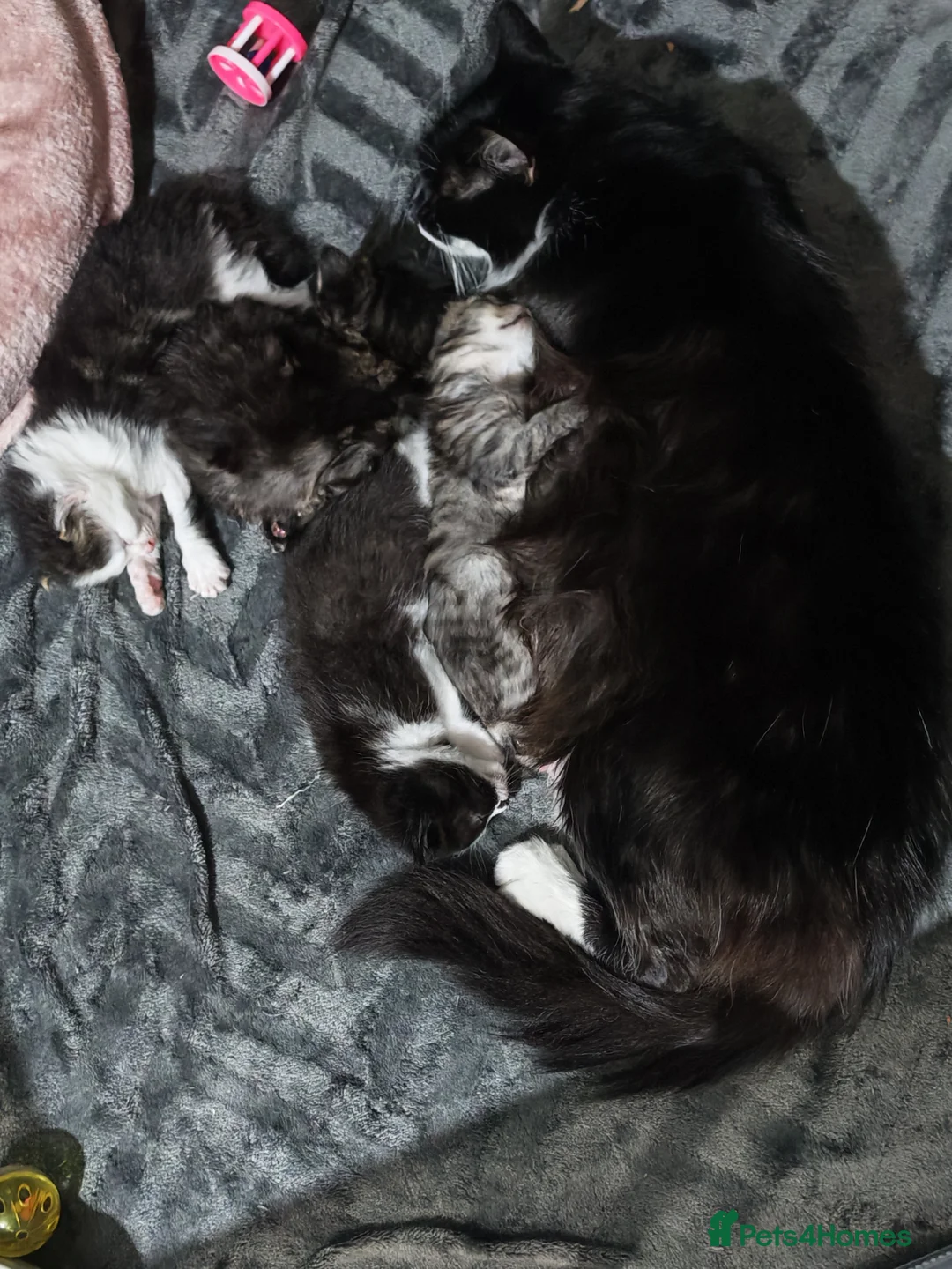 Mixed Breed cats for sale: Beautiful boys - Advert 2