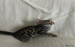 Bengal cats for sale: Beautiful Cross Bengal Kittens - Image 9