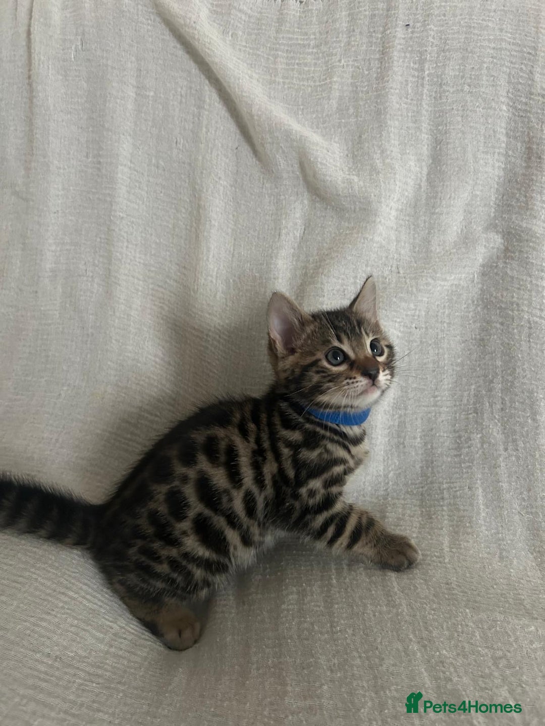 Bengal cats for sale: Beautiful Cross Bengal Kittens - Image 9