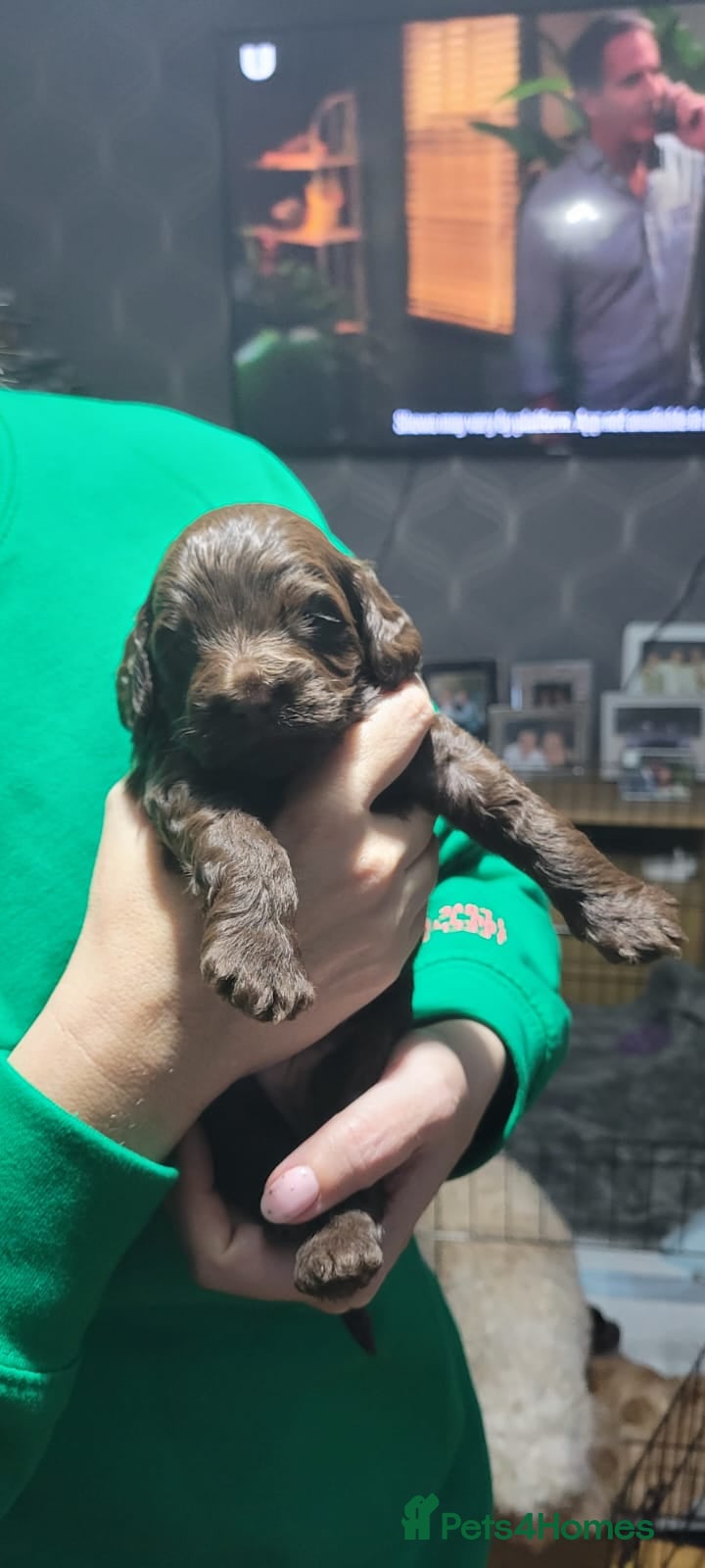 Cockapoo dogs 3 beautiful puppies for sale £1200 - Advert 1