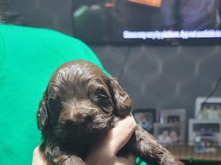 Cockapoo dogs 3 beautiful puppies for sale £1200 - Advert 1