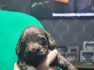 Cockapoo dogs 3 beautiful puppies for sale £1200 - Advert 3