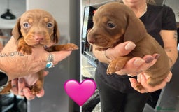 Dachshund dogs for sale: 2 miniature dachshund girls  - Image 2