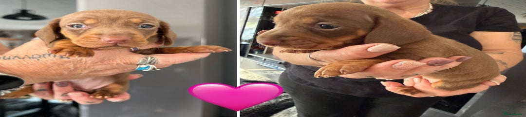 Dachshund Puppy 2 tan girl