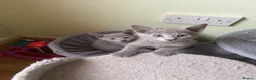 Russian Blue cats for sale: TICA 5* pedigree Russian blue kittens  - Advert 8