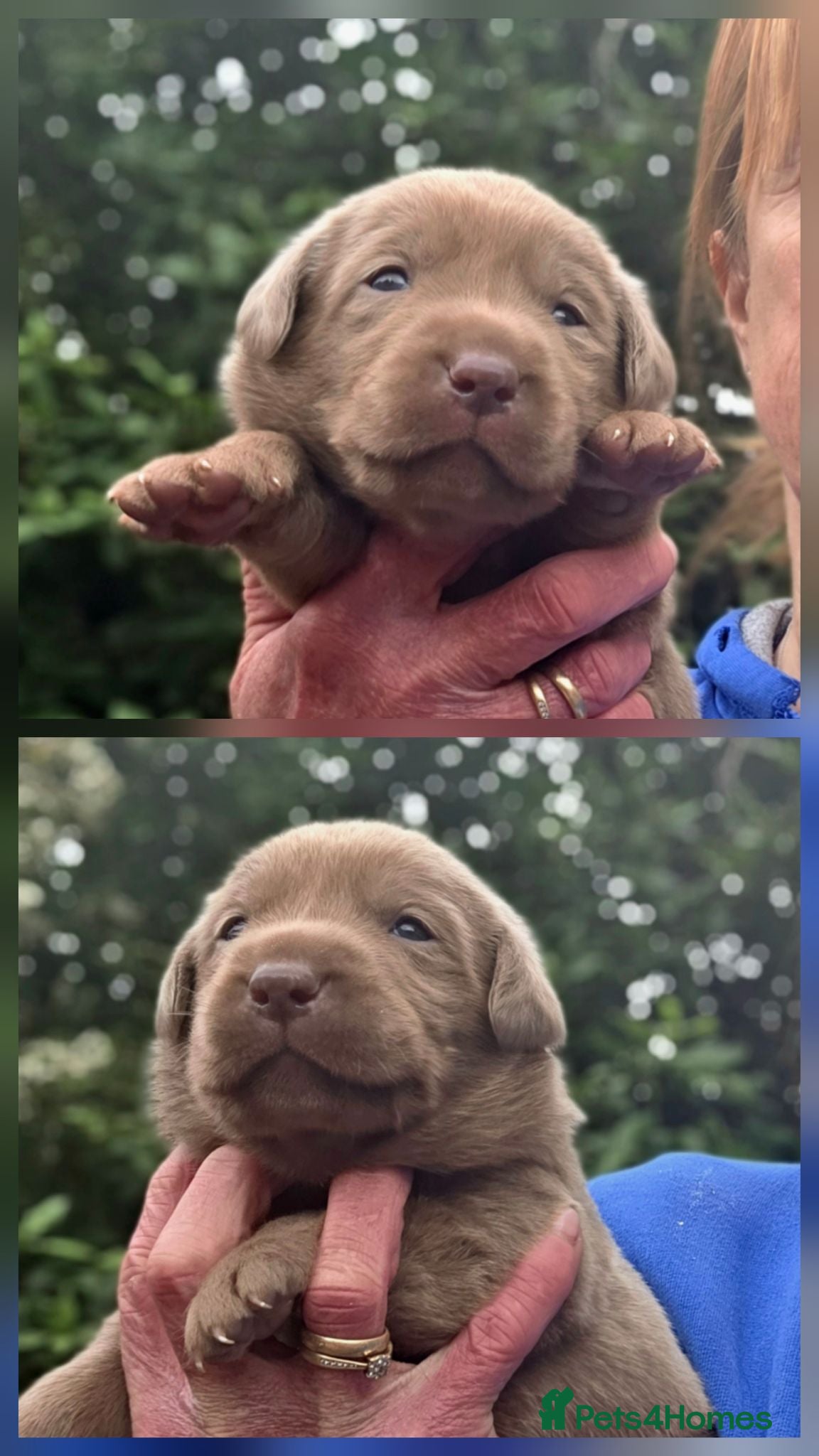Labrador Retriever dogs Beautiful KC Silver Labradors  - Advert 1