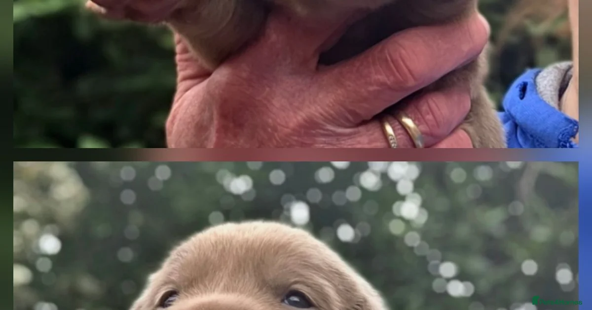 labrador Puppies For Sale Pets4Homes labrador-puppies-for-sale-pets4homes