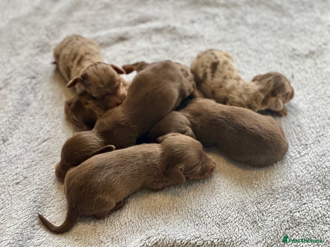 Miniature Dachshund dogs for sale: Long haired dachshunds  - Image 4