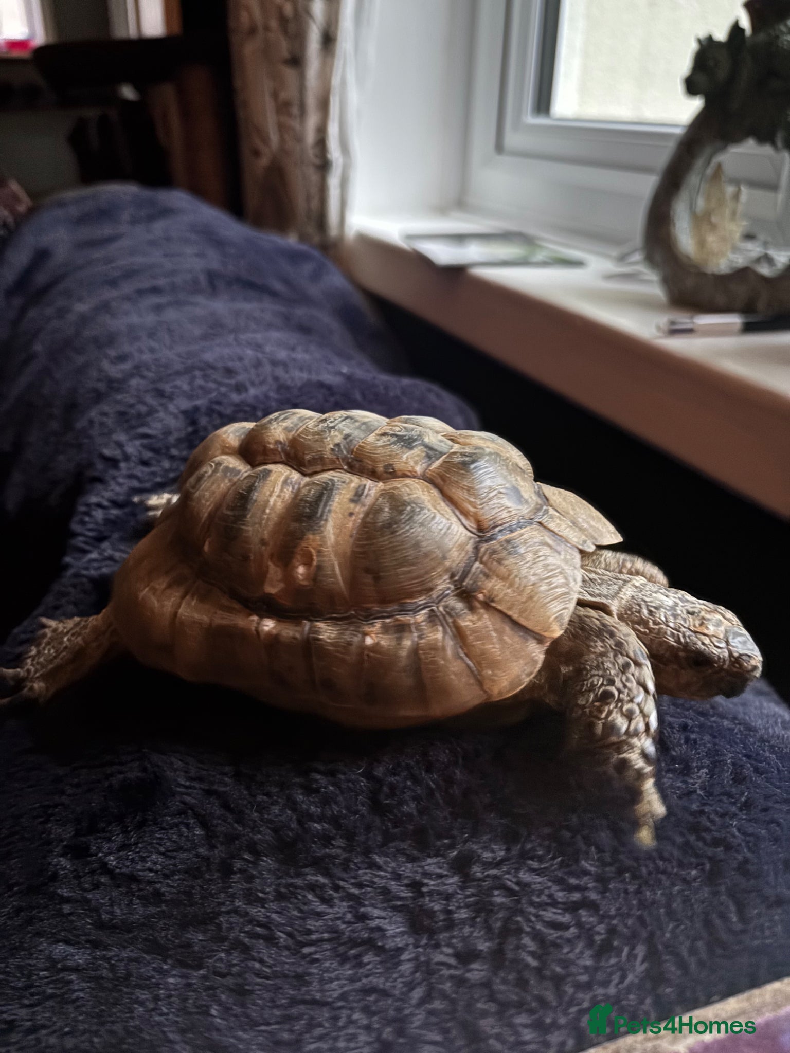 Tortoise reptiles Tortoise  - Advert 1