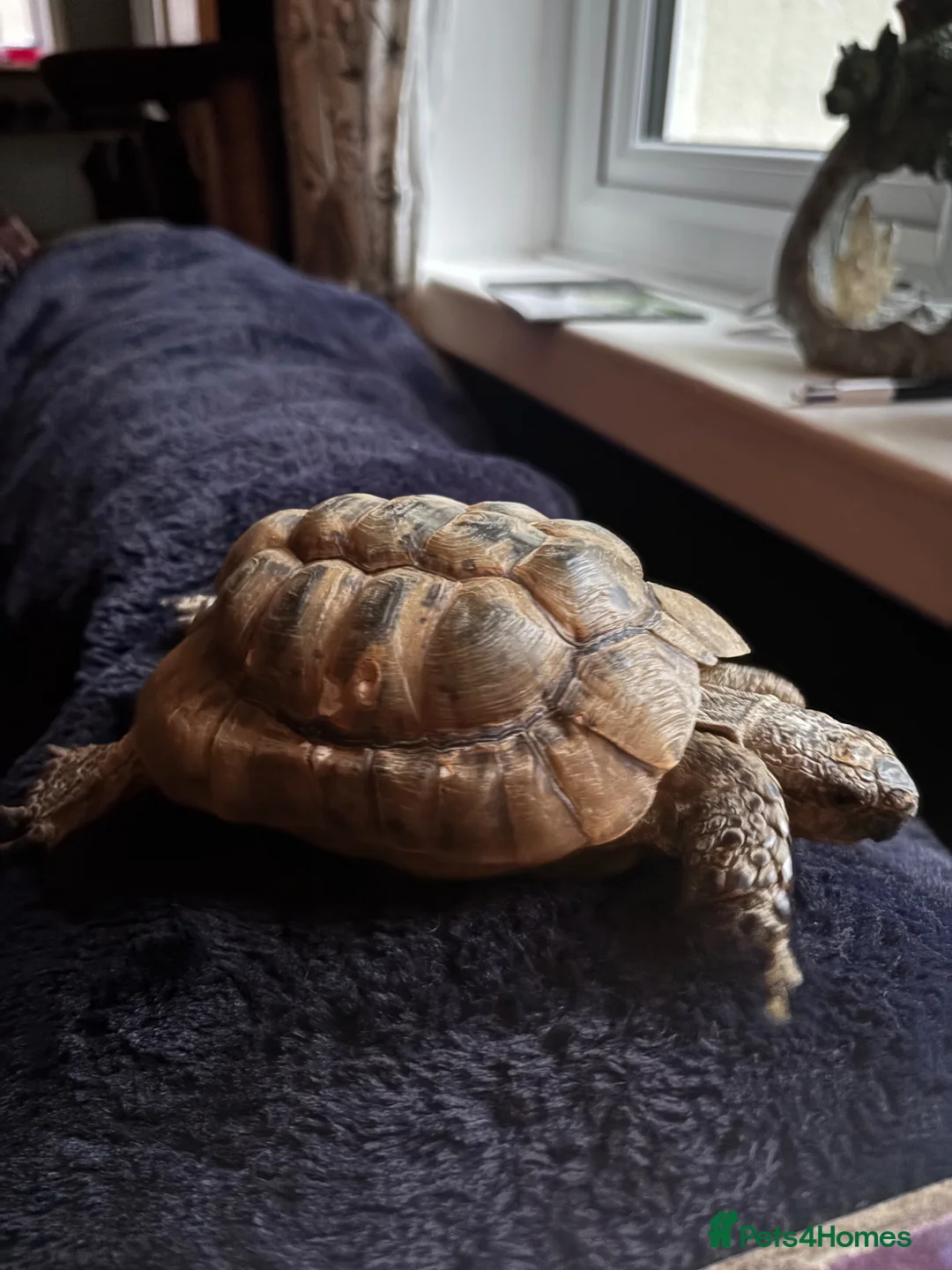 Tortoise reptiles for sale: Tortoise  - Advert 1