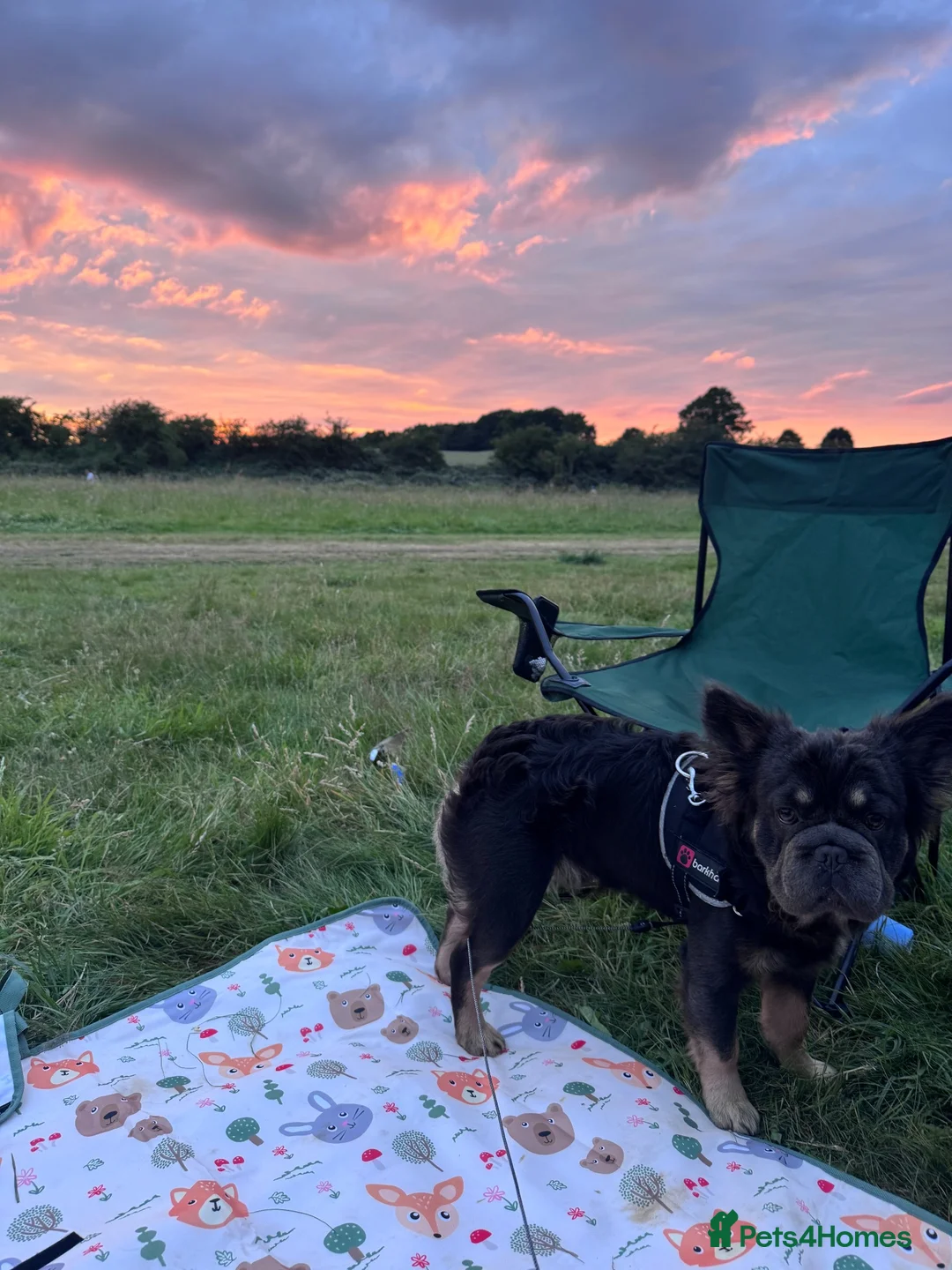 French Bulldog dogs for stud:  **  frenchie STUD in Leamington Spa - Advert 2