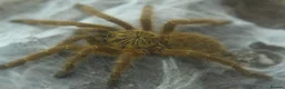 Tarantulas invertebrates for sale: Tarantulas for sale - Advert 2