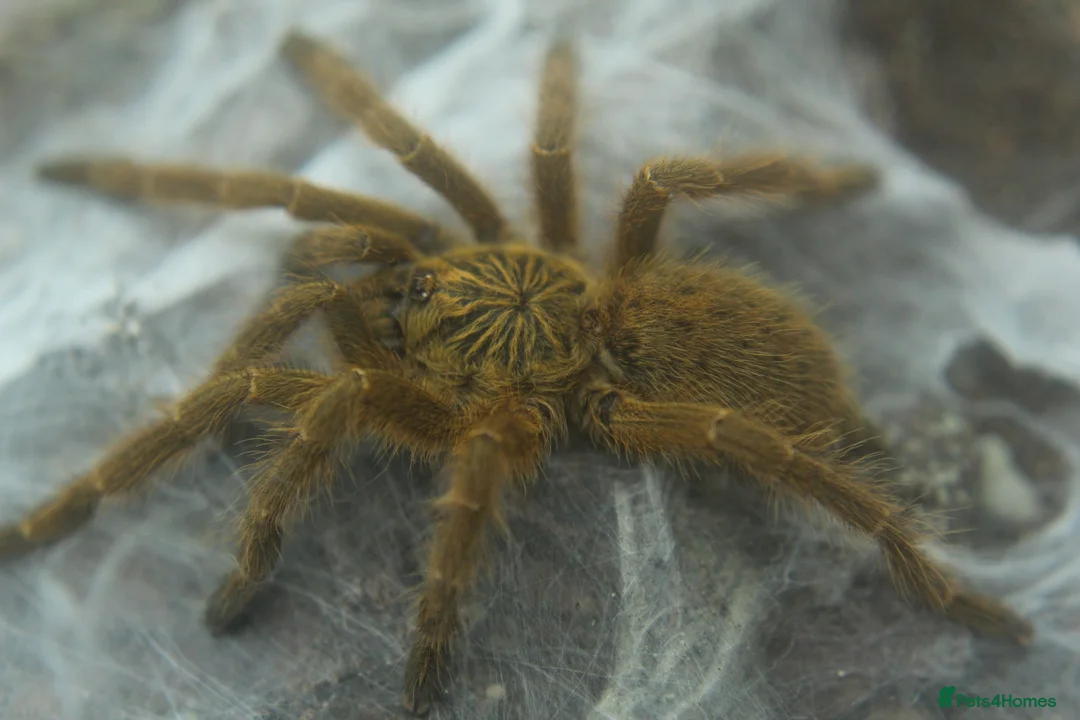 Tarantulas invertebrates for sale: Tarantulas for sale - Advert 2