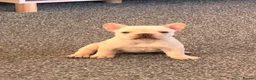 French Bulldog dogs for sale: Baby Girl Frenchie - Advert 2