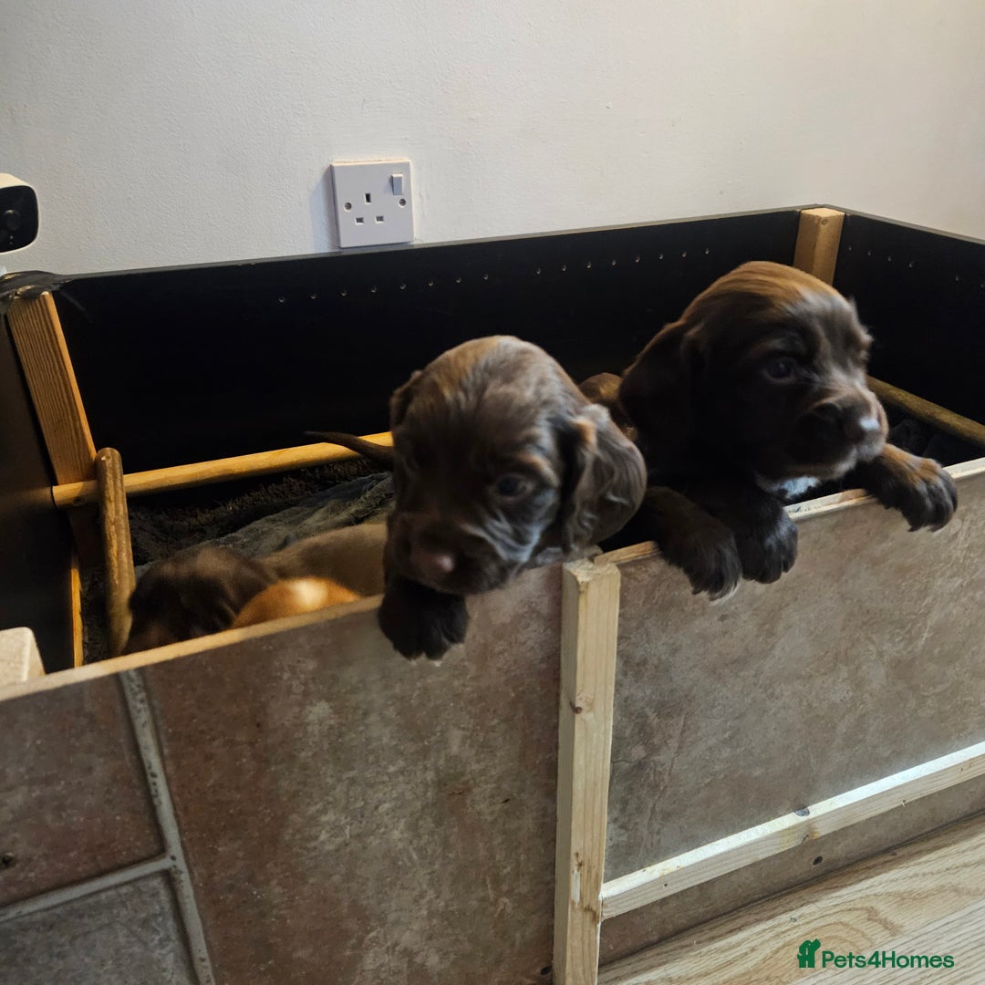 Cocker Spaniel dogs for sale: Cocker spaniel Puppies Males and females - Advert 4
