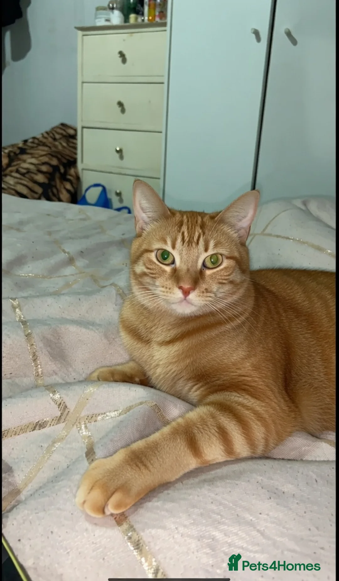 Mixed Breed cats for sale: Beautiful kitten  - Advert 7