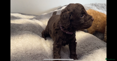 Cockapoo dogs - Advert 2