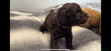 Cockapoo dogs - Advert 4