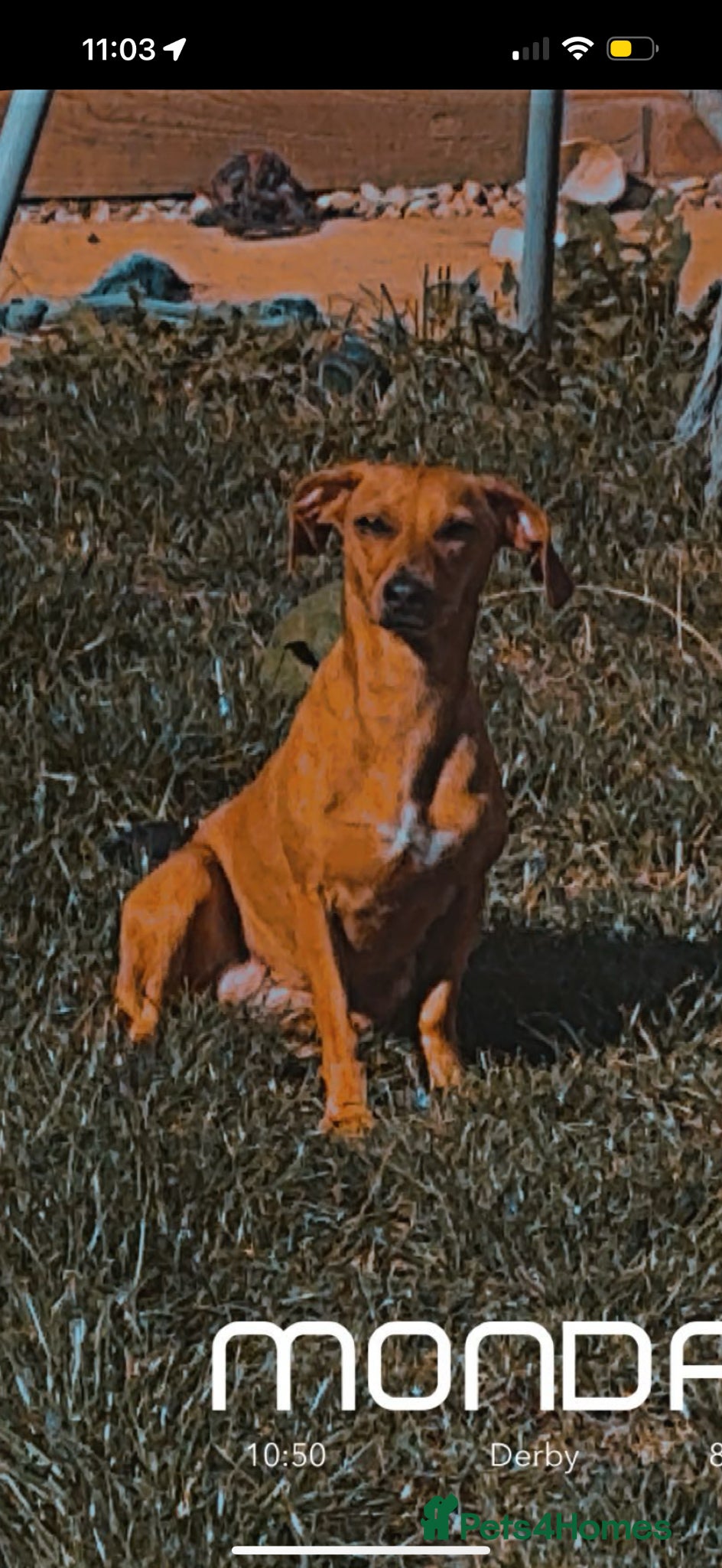 Jackshund dogs Searching for the Perfect Forever Home for Lucky  - Advert 5