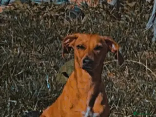 Jackshund dogs Searching for the Perfect Forever Home for Lucky - Advert 4