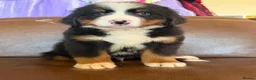 Bernese Mountain Dog dogs for sale: Kc reg Bernese puppies - Advert 4