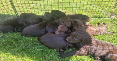Cocker Spaniel dogs - Advert 2