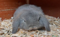 Mini Lop rabbits for sale: Gorgeous mini lops ready now! - Advert 14