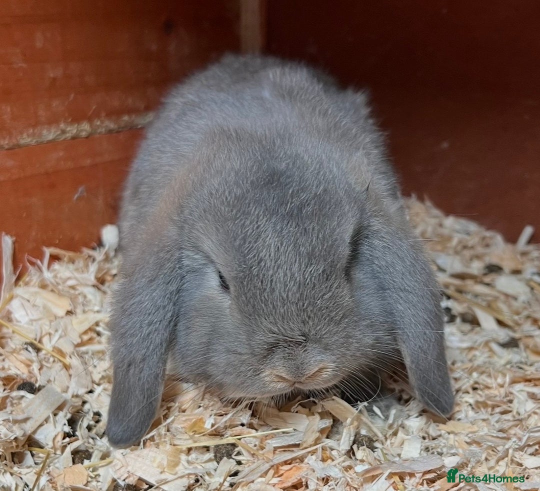 Mini Lop rabbits for sale: Gorgeous mini lops ready now! - Advert 14