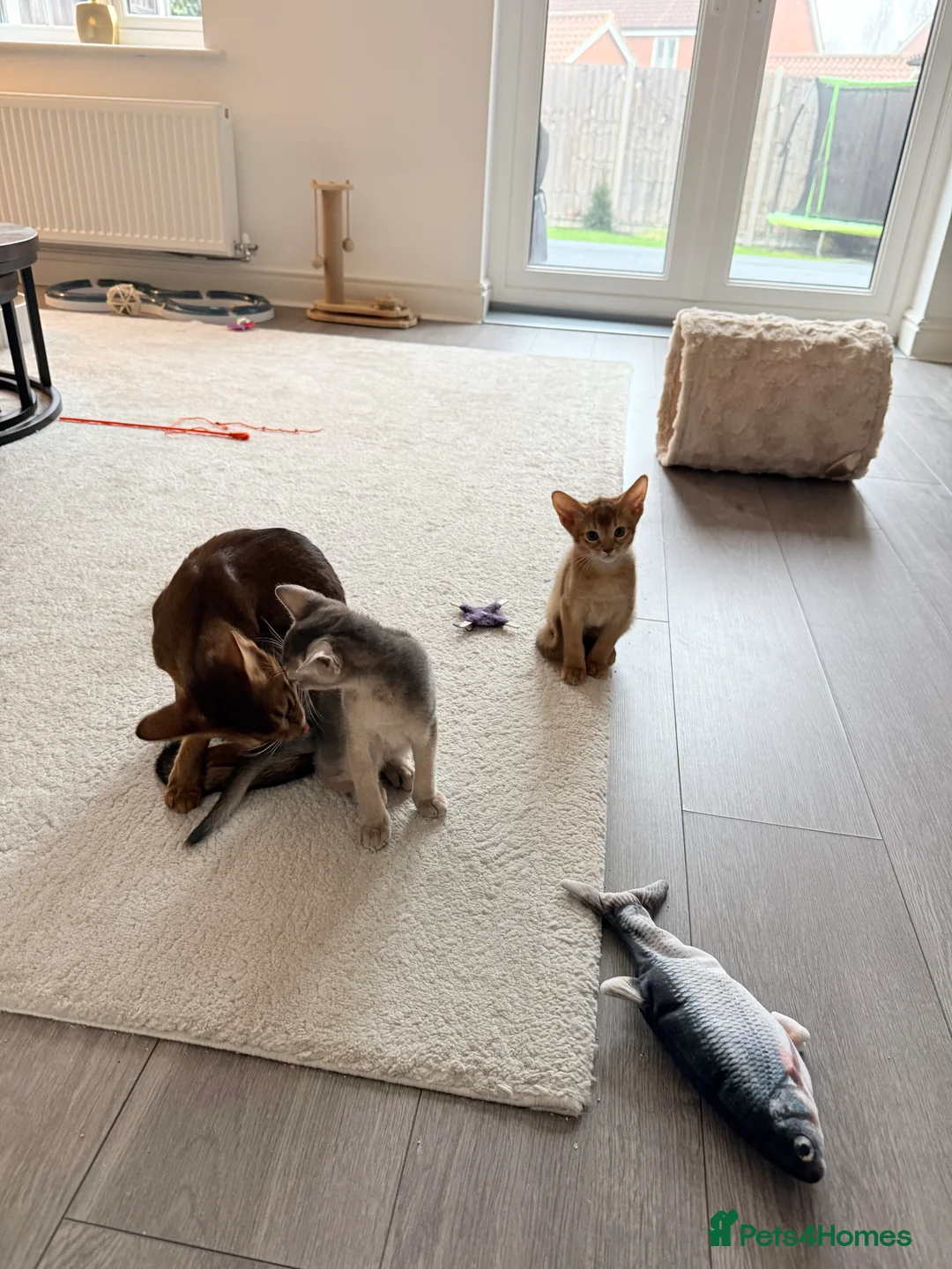 Abyssinian cats for sale: Abyssinian Kittens 🐾 - Advert 11