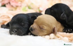 Cavapoo dogs for sale: Health Tested Cavapoo Puppies - Image 15