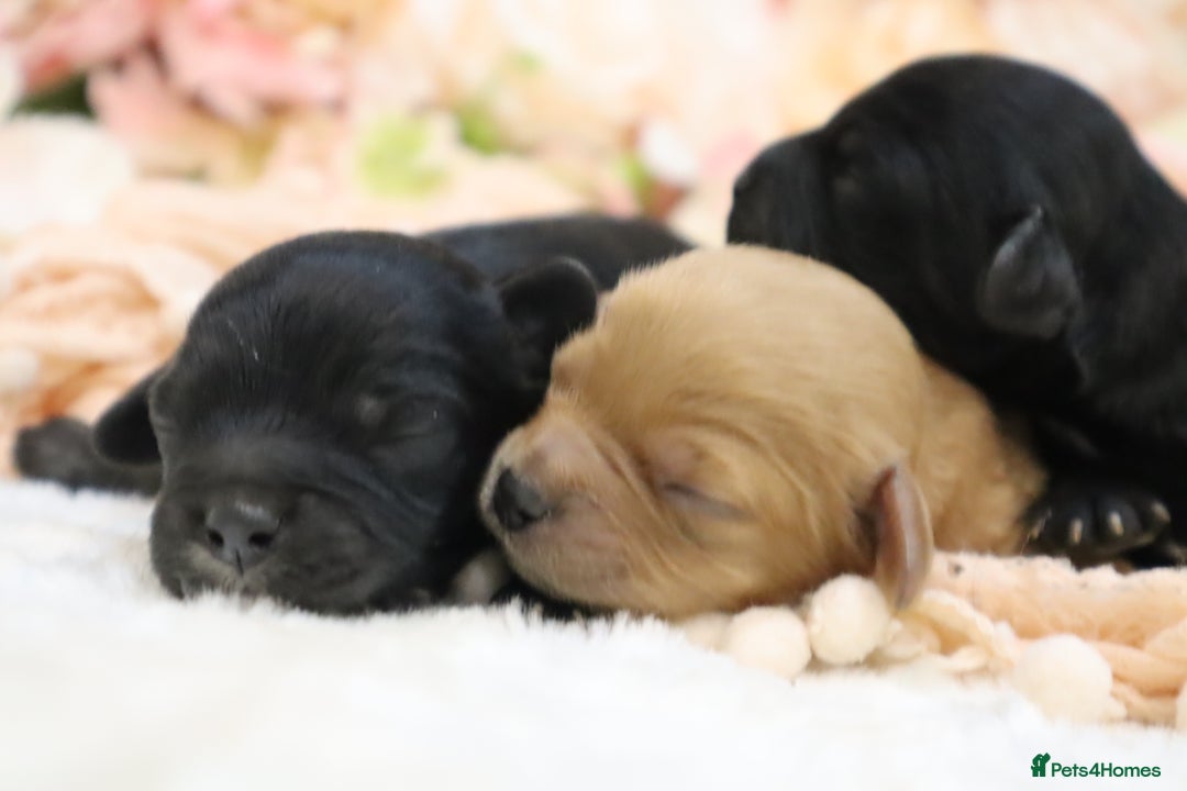 Cavapoo dogs for sale: Health Tested Cavapoo Puppies - Image 15